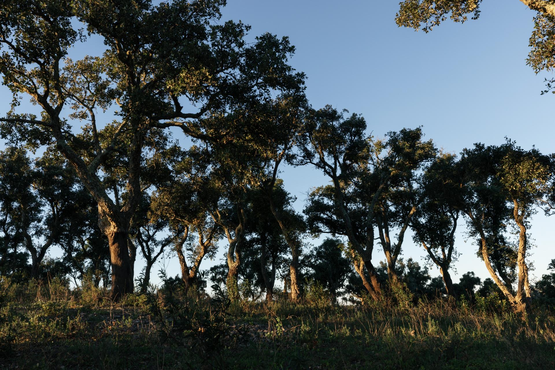 Land in Santiago do Cacém (87331) — photograph 3