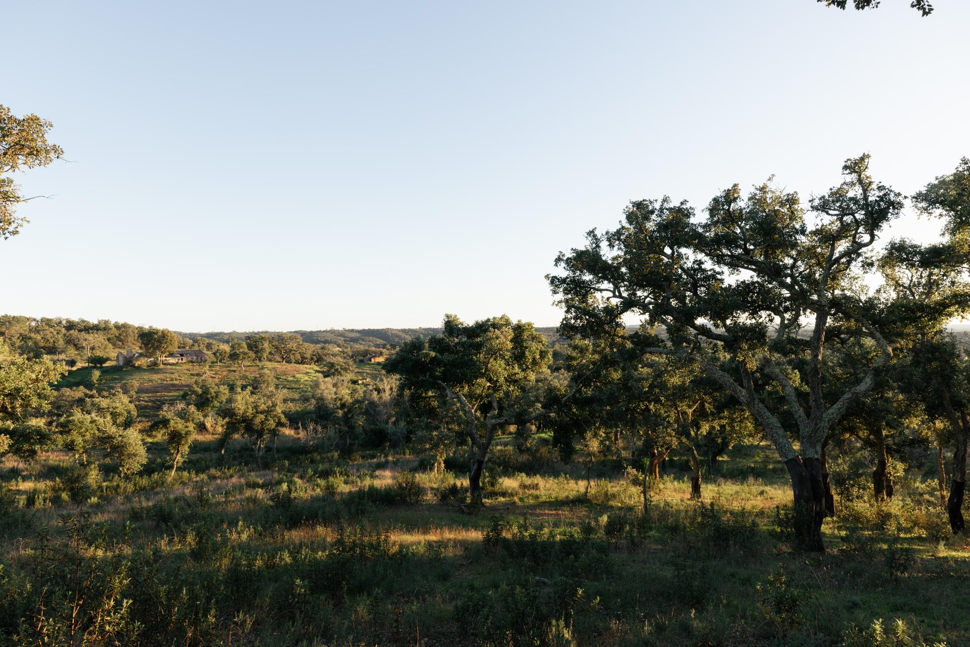 Land in Santiago do Cacém (87331) — photograph 5