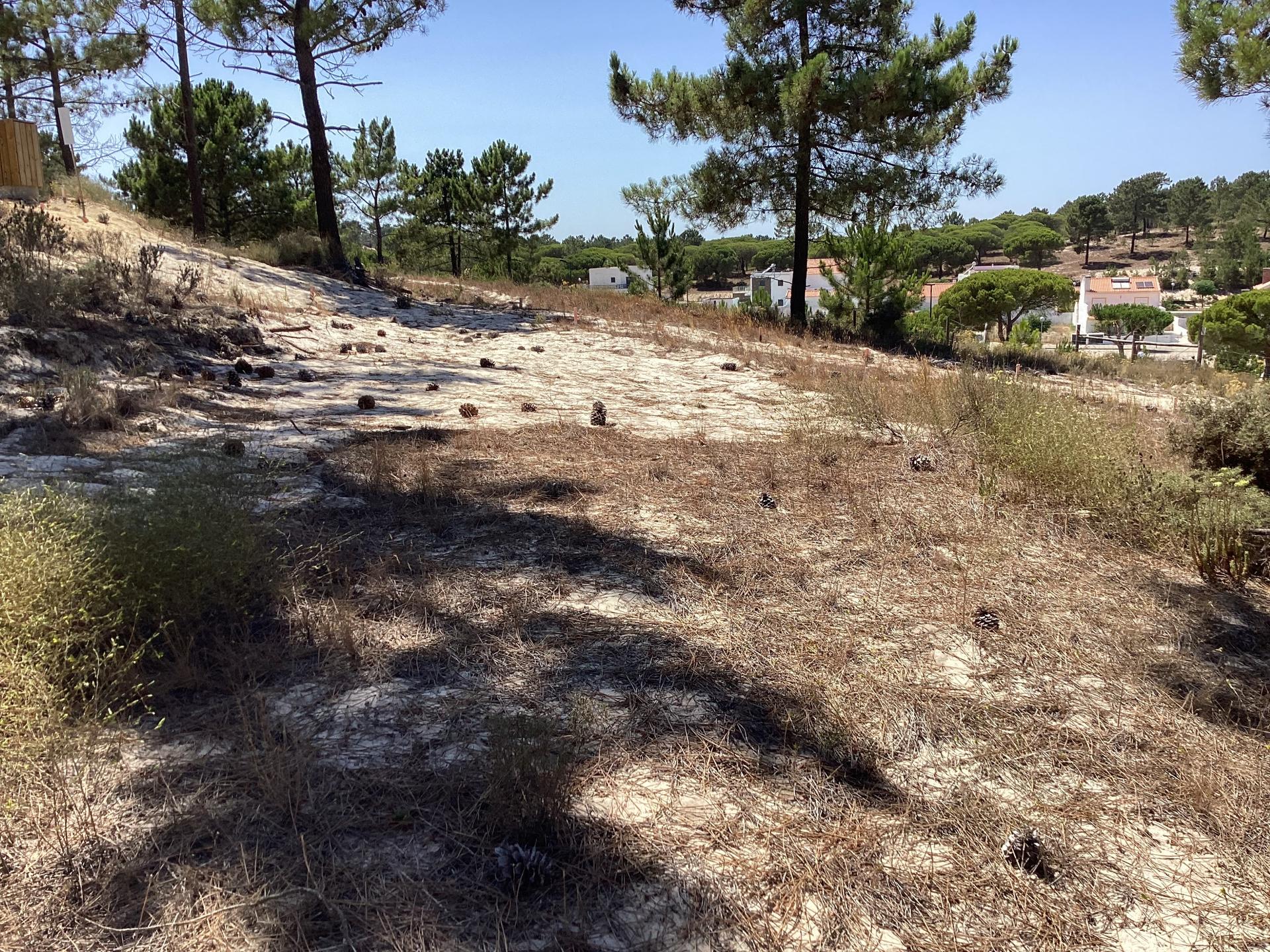 Land in Grândola (75237) — photograph 5