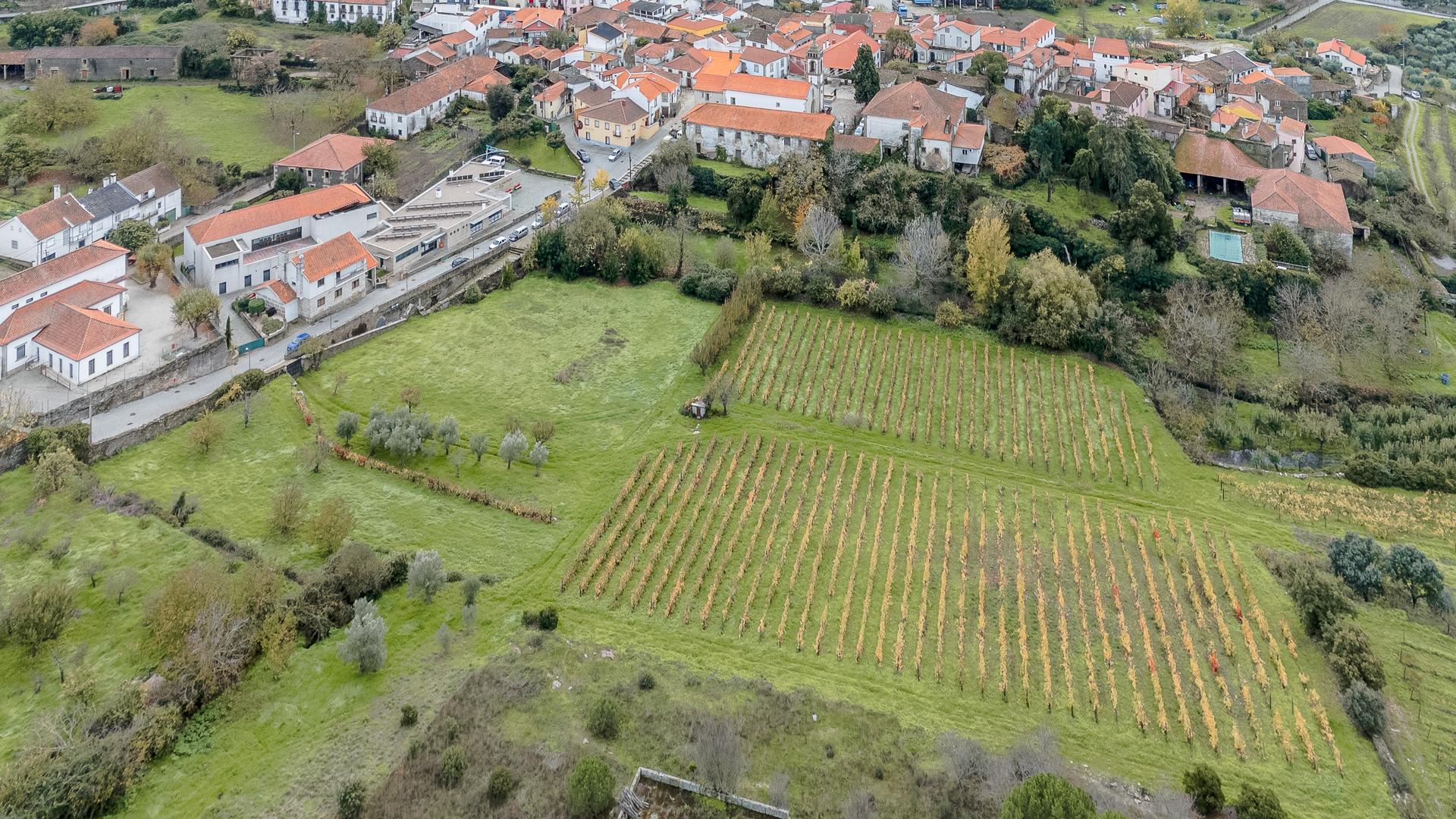 Farm in São João da Pesqueira — photograph 3