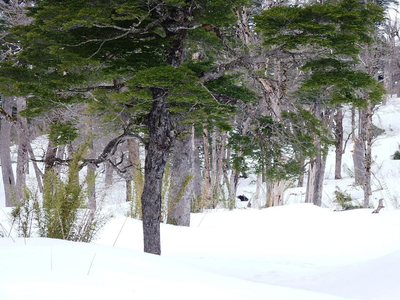 Camino Villarrica